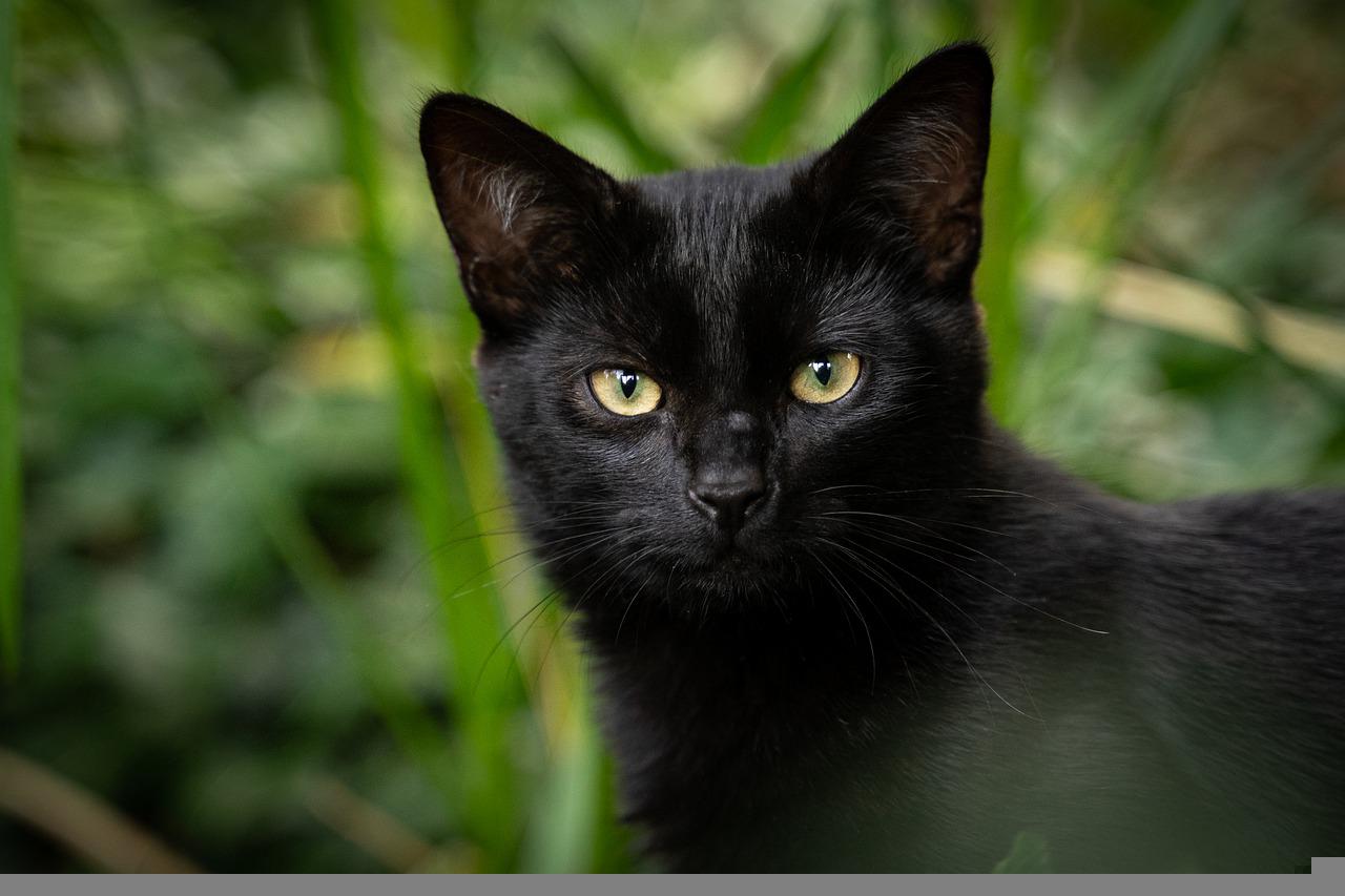 Katze schwarz