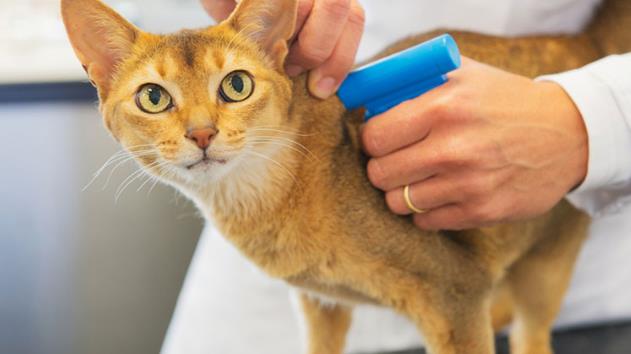 katzenkrankheiten von abisz