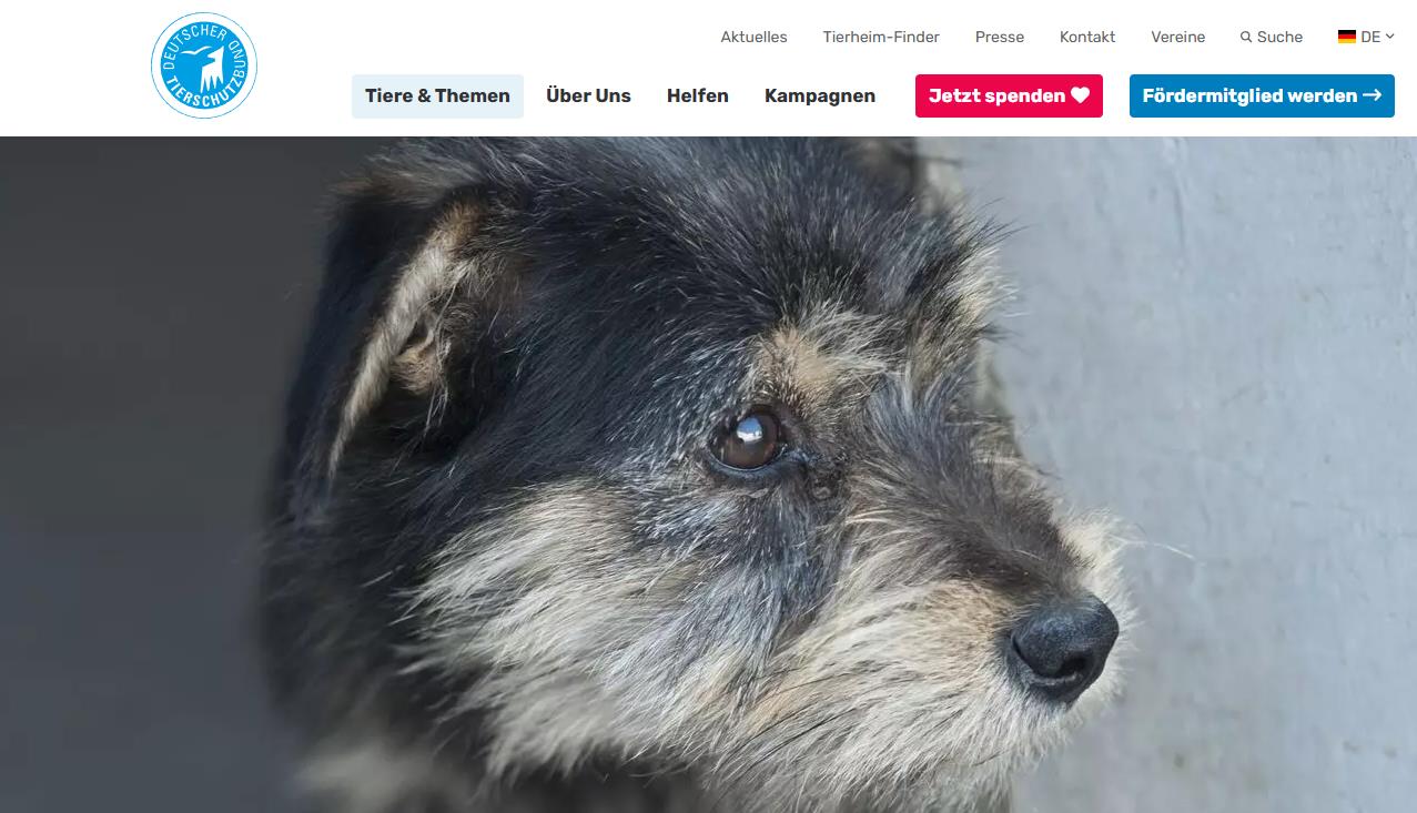 tierschutzbund so helfen wir Tieren