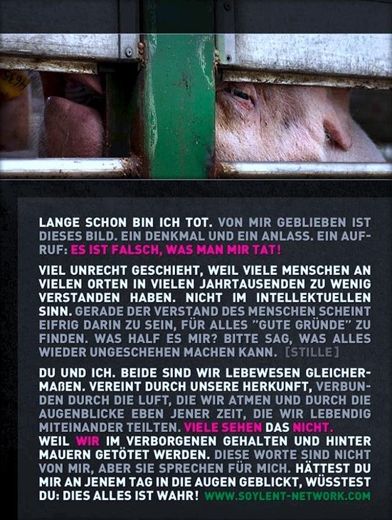 schweine 1