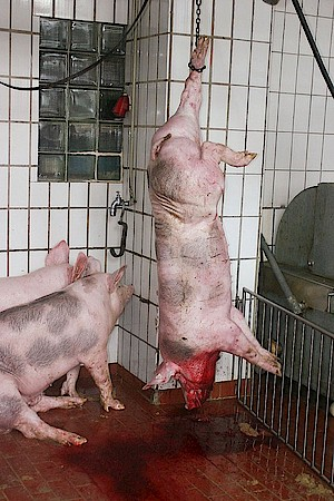 schweine 3