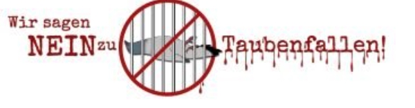 Tauben 5