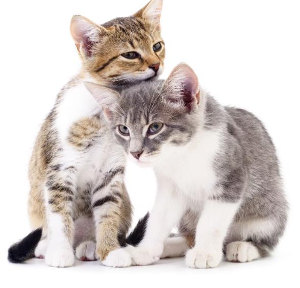 Katzenpaare Allgemein